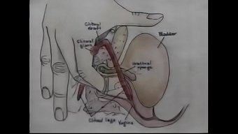 Cinsel Eğitim Videosu, Orgazma Ve Diğer Yararlı Bilgilere Nasıl Ulaşılacağını Gösterir.